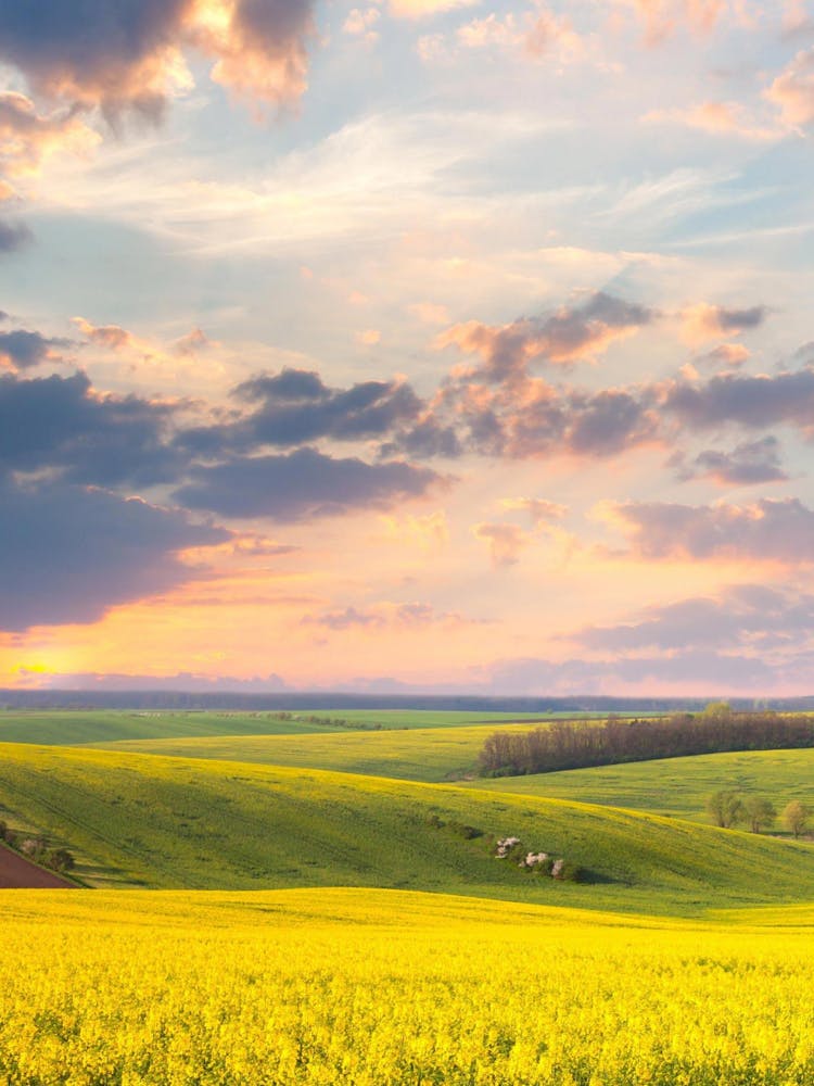 Sunset In A Canola Field