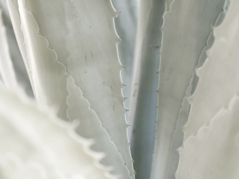 Green Agave Plant