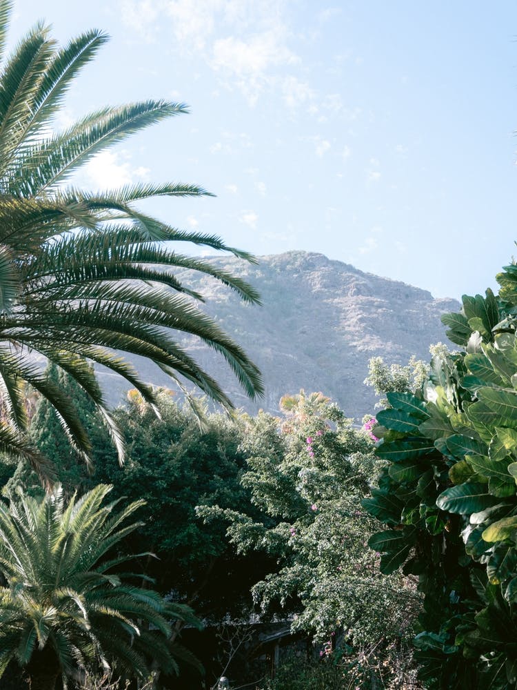 Palm Trees with a view, Tenerife, Canary Islands
