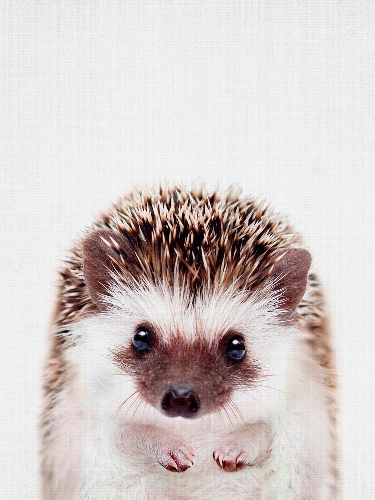 Peekaboo Hedgehog