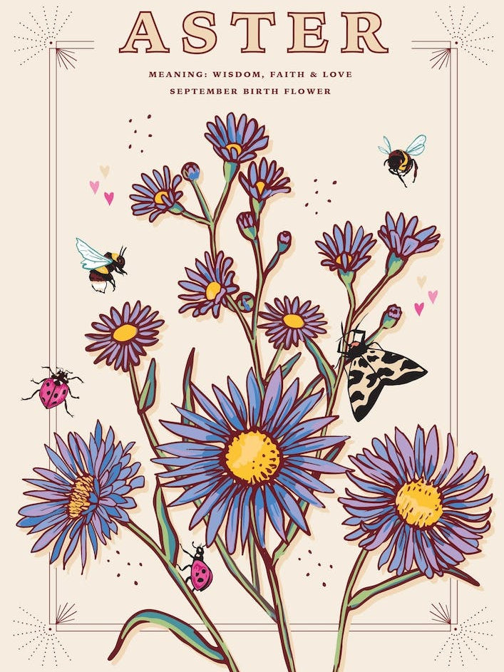 September Birth Flower Aster On Cream