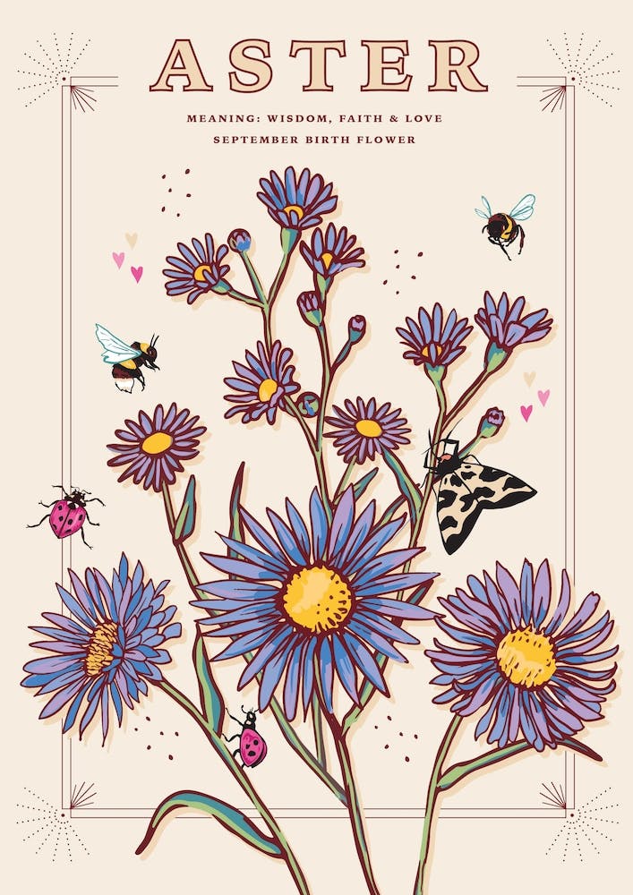September Birth Flower Aster On Cream