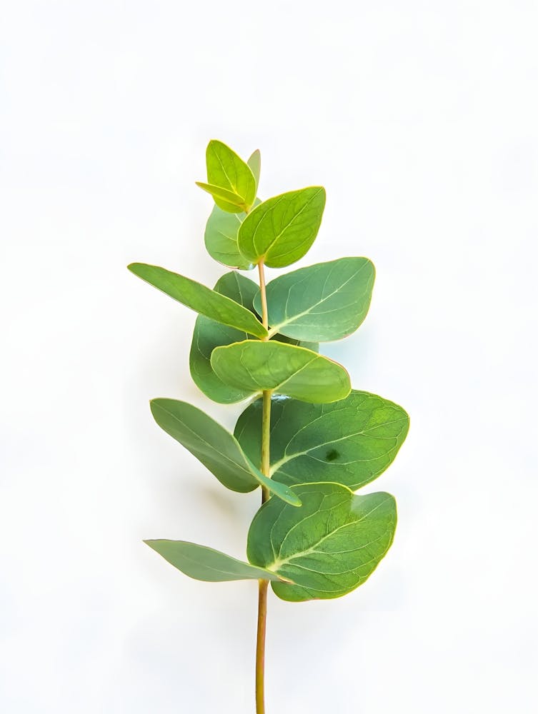 Eucalyptus Leaf: Add Calm & Minimalist Greenery to Your Space