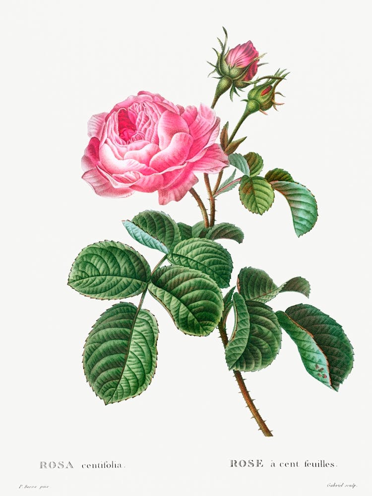 Cabbage Rose, Pierre Joseph Redoute (4)