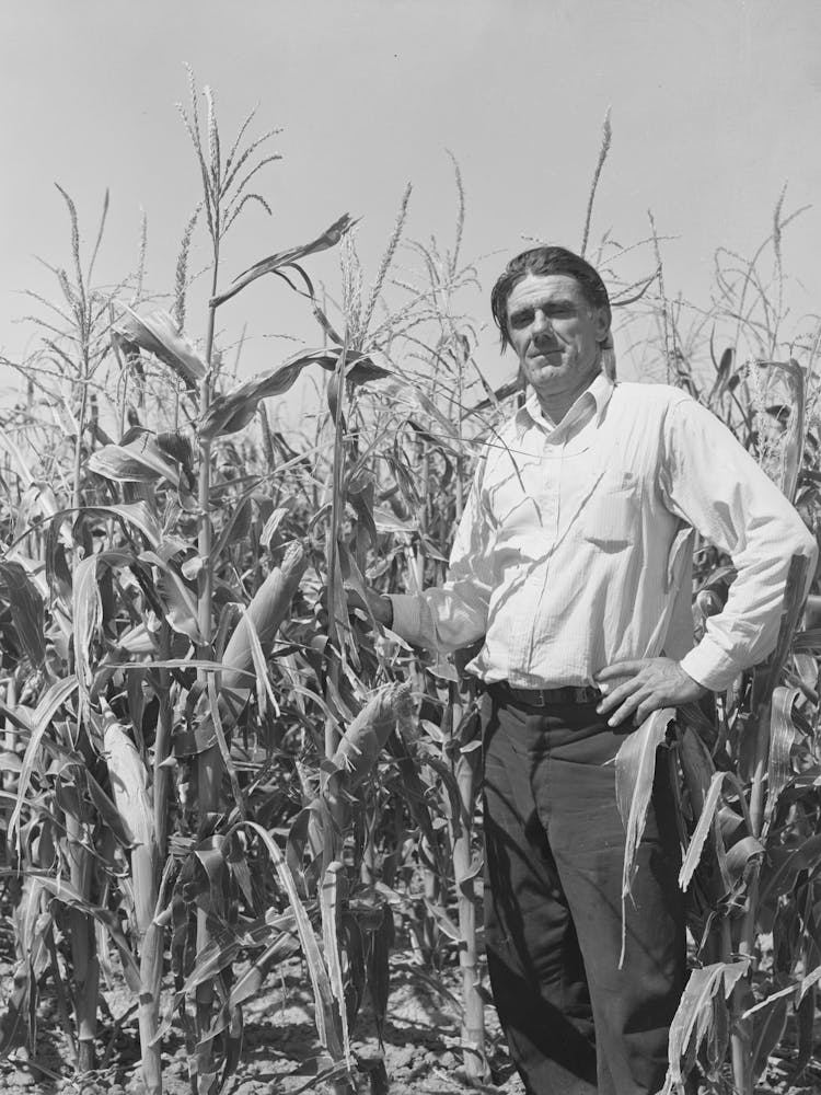Ernest W Kirk Jr, Successful Fsa (Farm Security Administration) Client Of Ordway, Colorado, Standing In The Midst