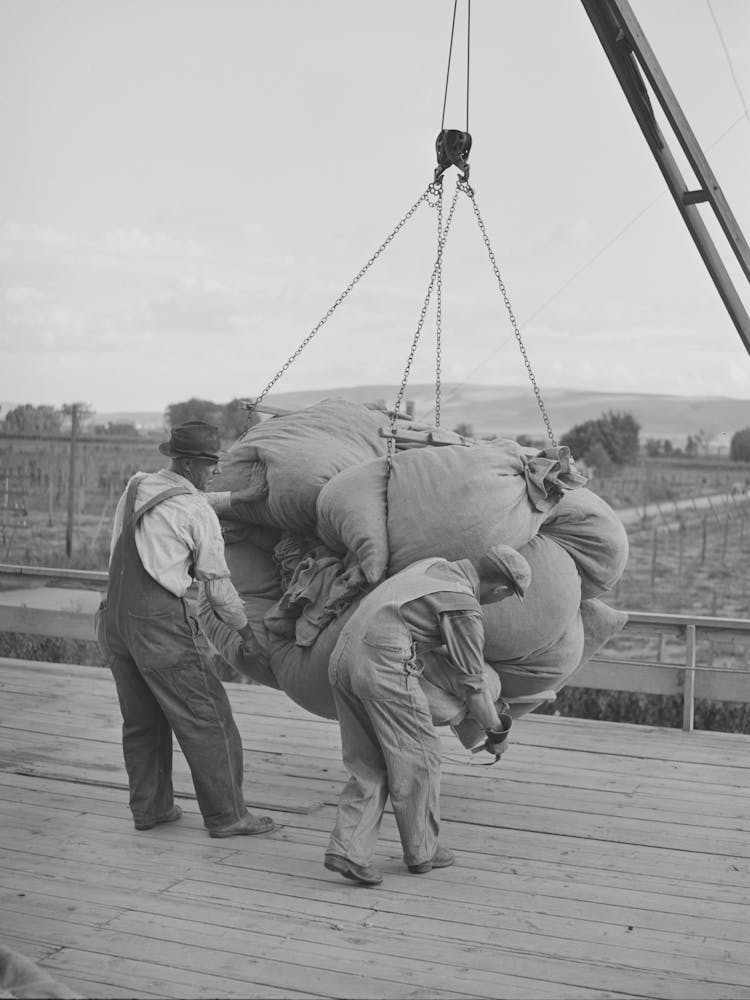 Sacks Of Green Hops Are Hoisted To Kiln Platform, Yakima Washington By Russell Lee