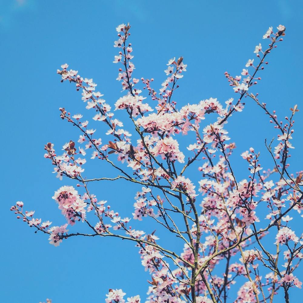 Spring Blossom Square