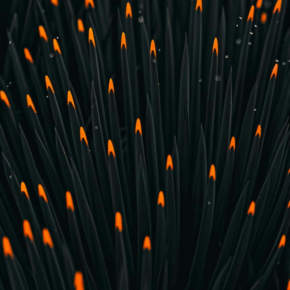 Black And Orange Flames