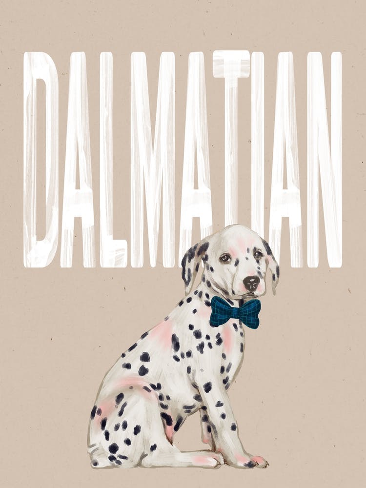 Dalmatian Dog