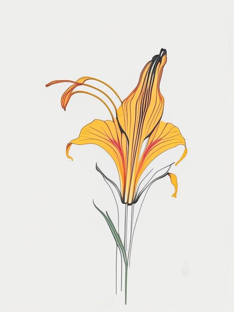 Tiger Lily Floral Minimal Line Drawing 5 Flower