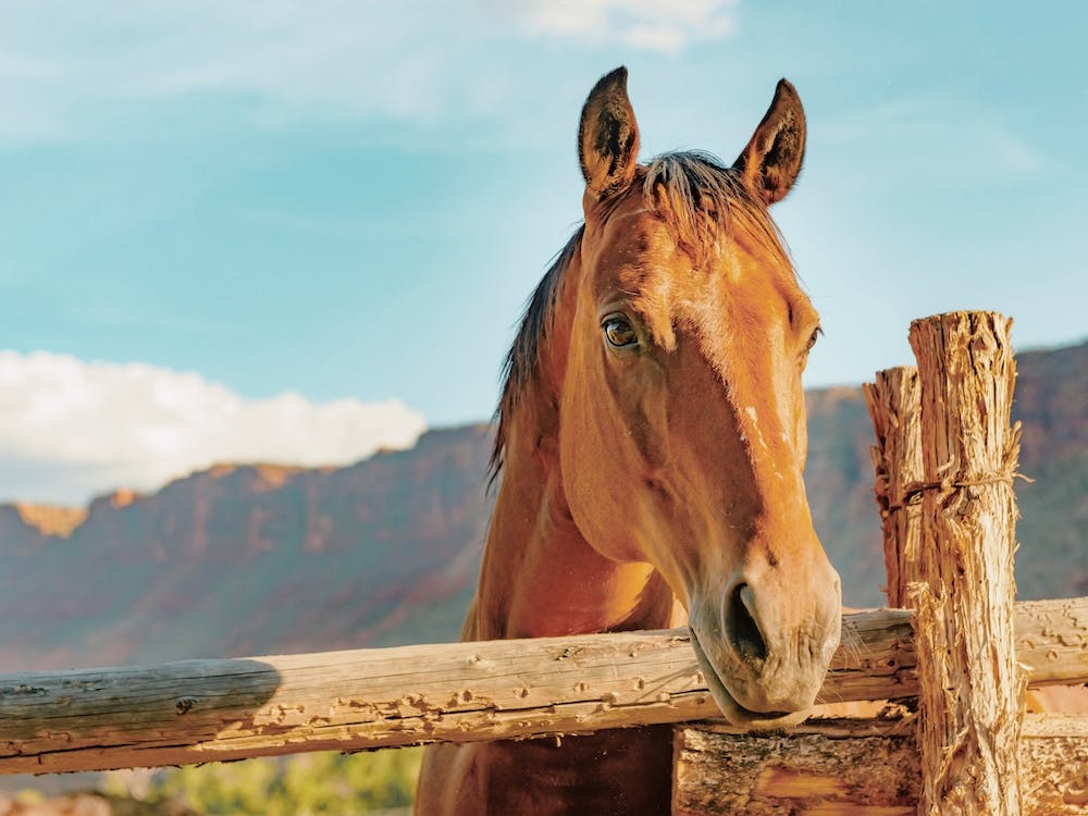 Desert Horse