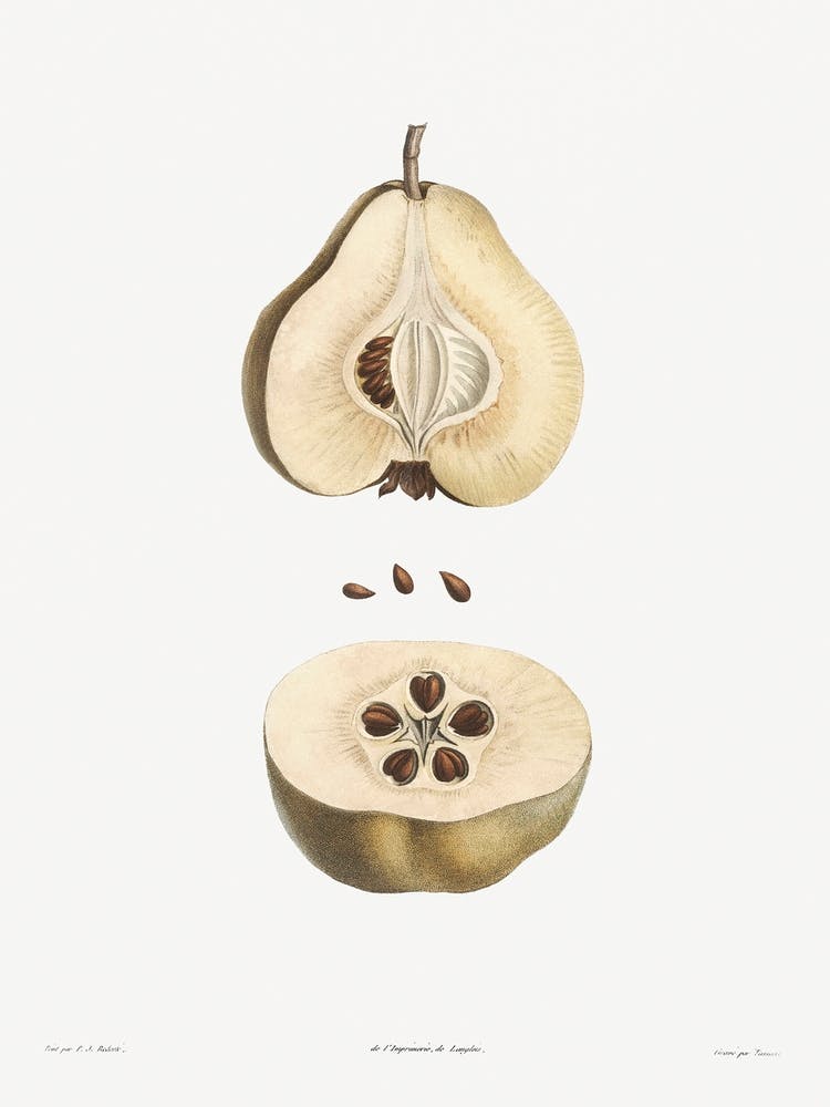 Pear fruit from La Botanique de J. J. Rousseau, Pierre Joseph Redoute