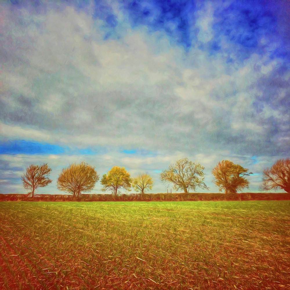 Line Of Autumnal Trees Square