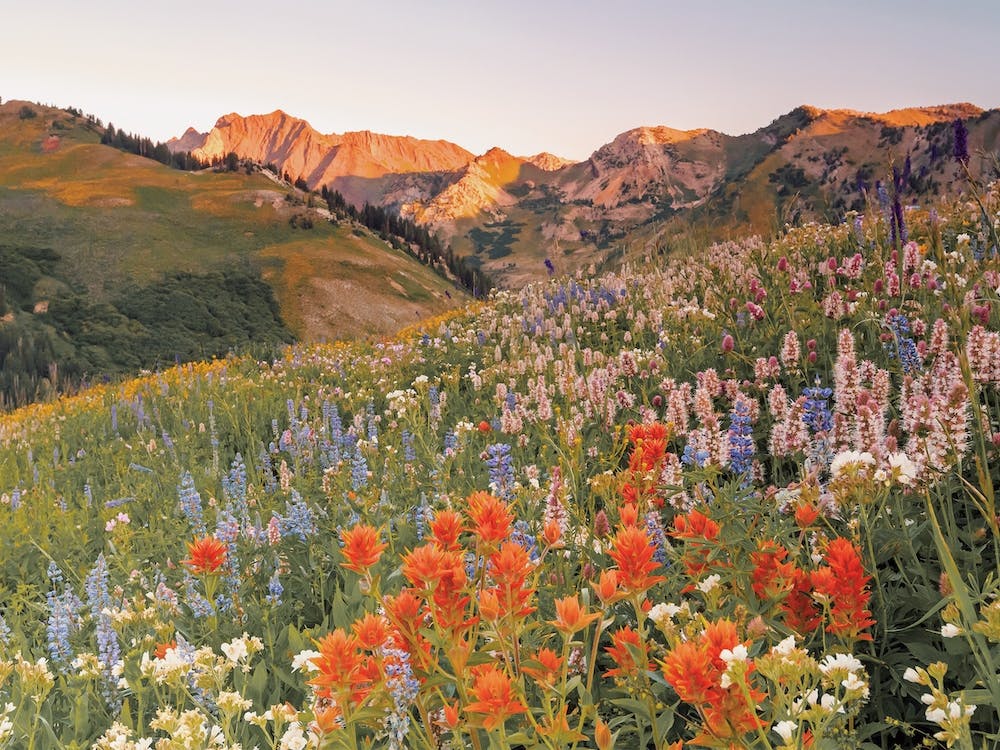 Moutainside Wildflowers