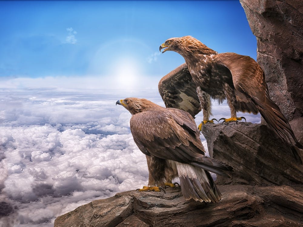 Deux aigles sur un rocher