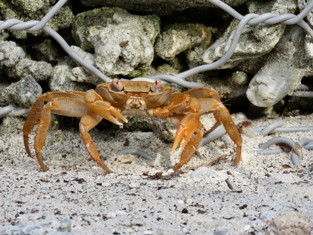 Crab In The Sand rocks maldives
