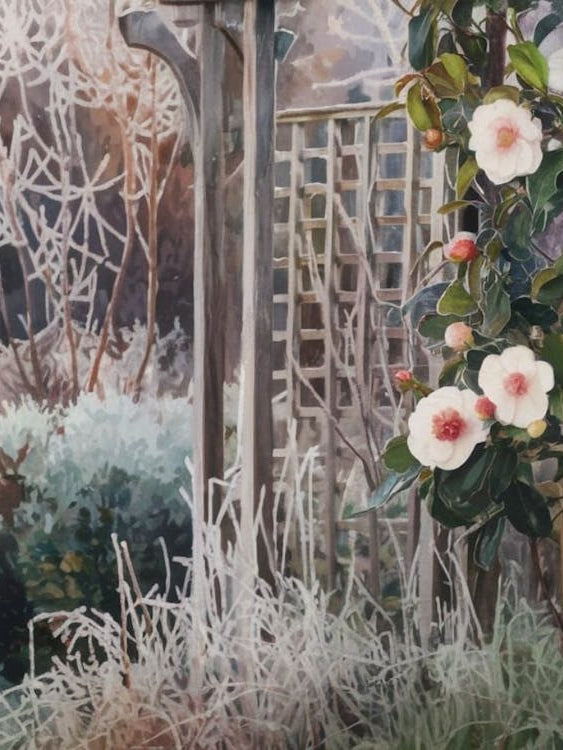 Winter's Delicate Bloom - Frosted Camellias and Garden Trellis