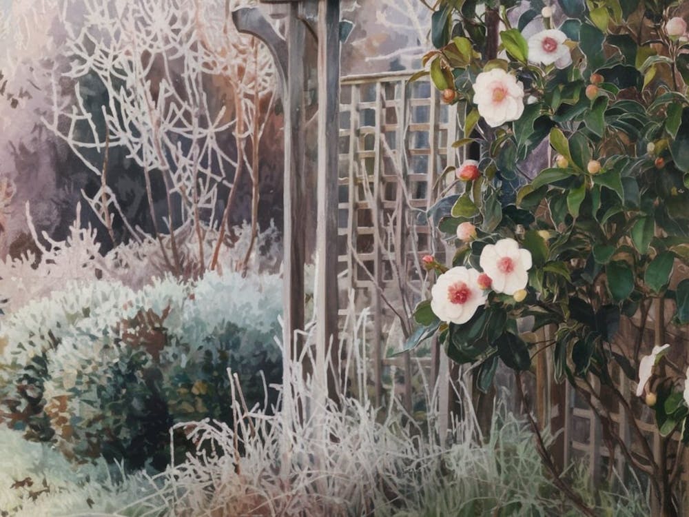 Winter's Delicate Bloom - Frosted Camellias and Garden Trellis