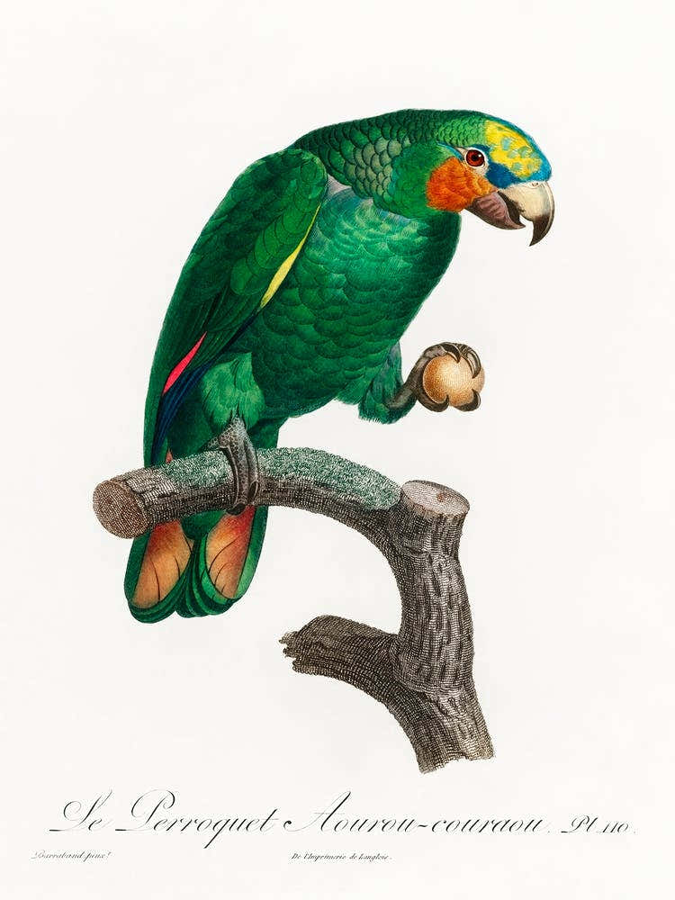 The Orange Winged Amazon, From Natural History Of Parrots, Francois Levaillant