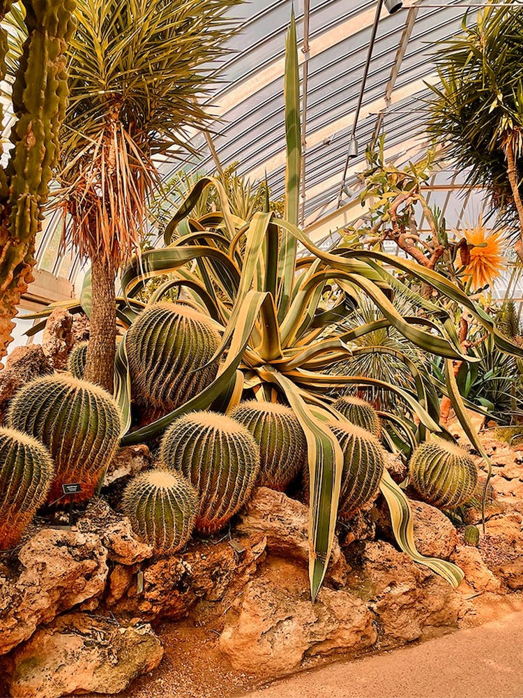 Cacti In Captivity