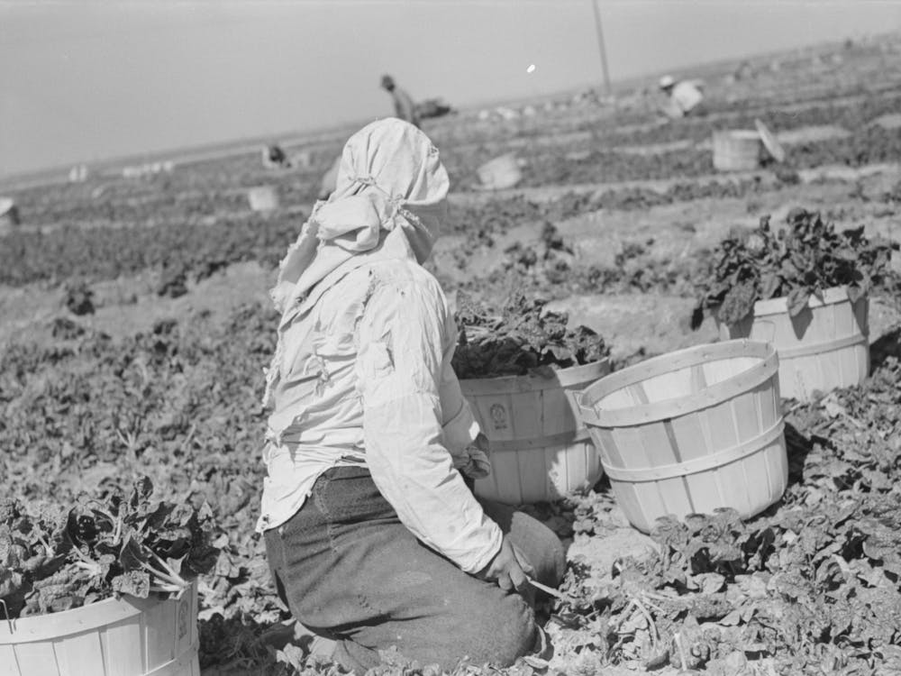 Untitled Photo, Possibly Related To Loading Baskets Of Spinach Onto Truck In Fields, La Pryor, Texas By Russell Lee