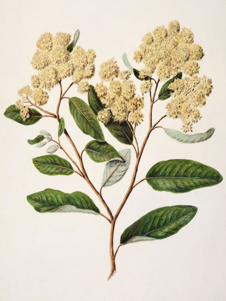 Sycamore