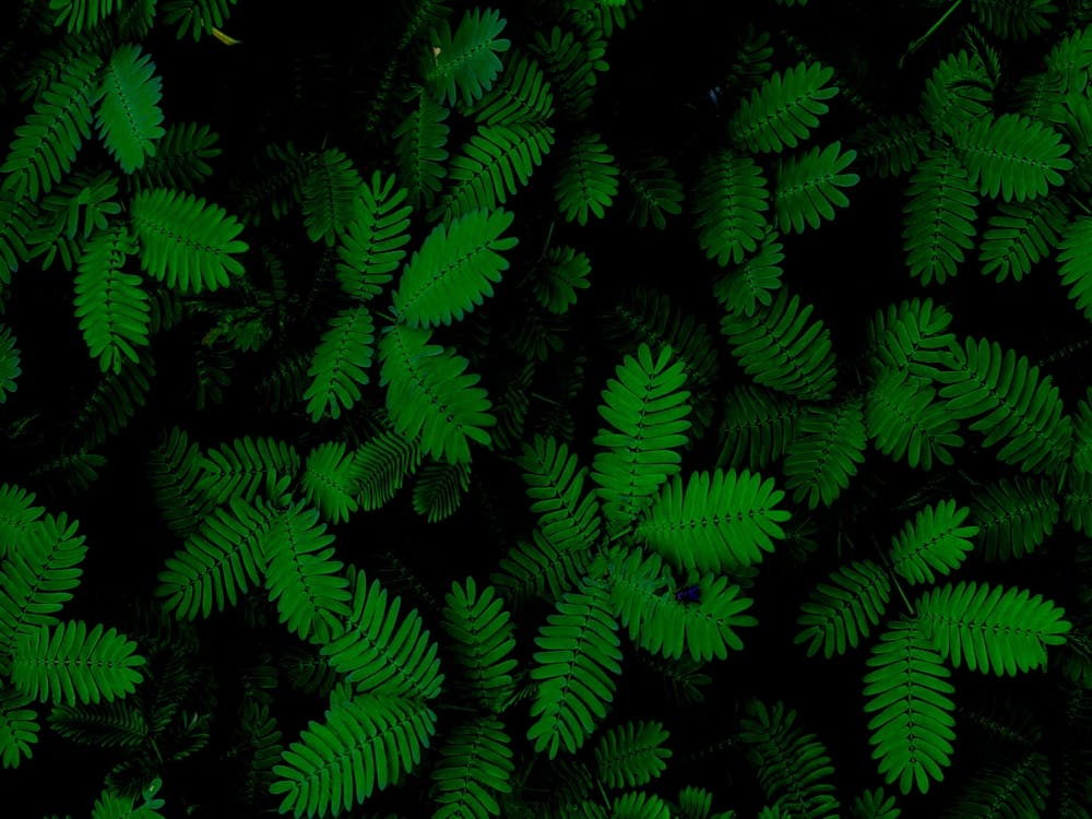 Green Ferns 1