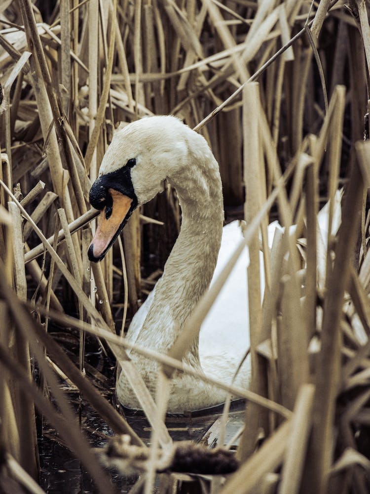 Swan In Reeds