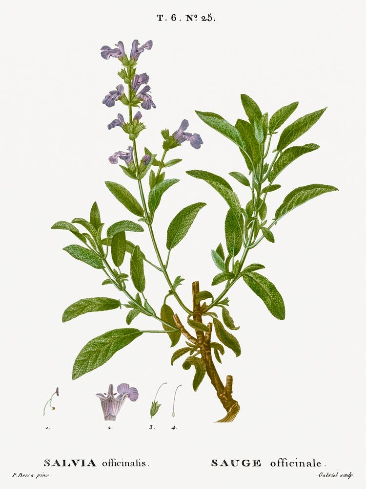 Garden Sage, Pierre Joseph Redoute