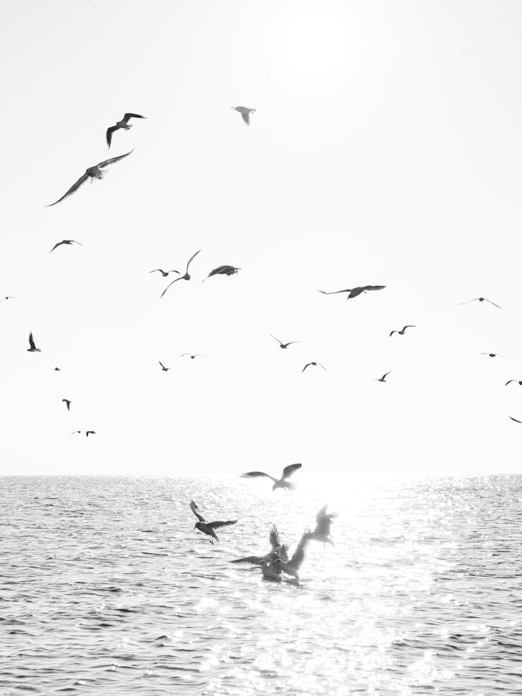 Seagulls At Sea