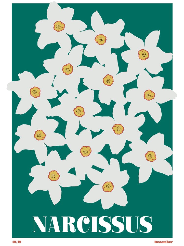 December Birth Month Flower