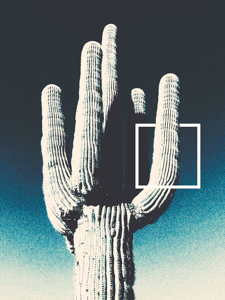 Der Kaktus Und Der Platz