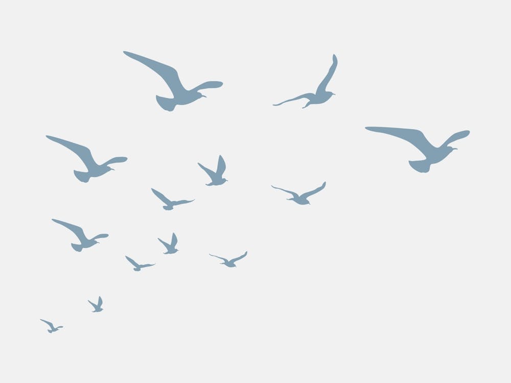 Seagulls White Background
