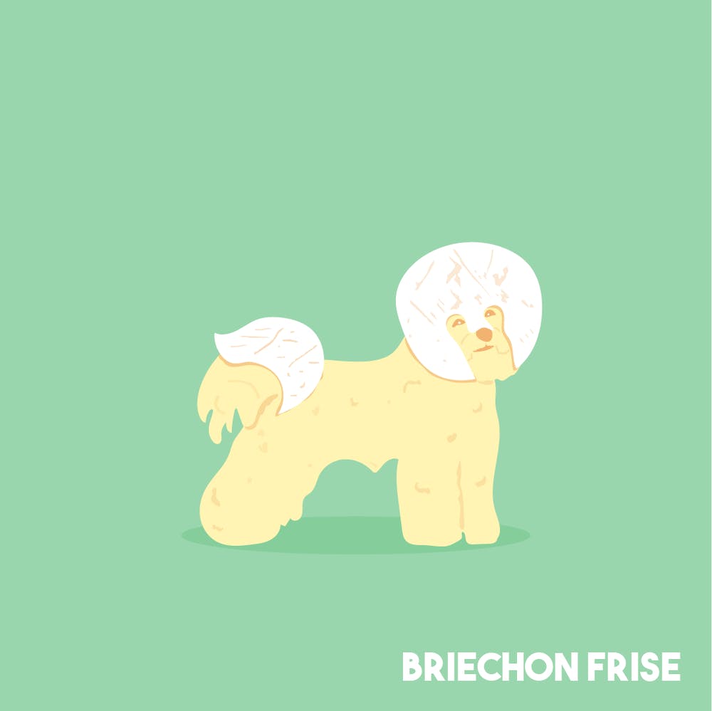 Briechon Frise