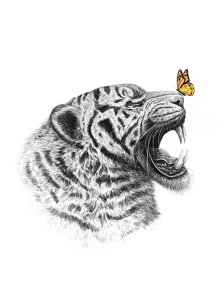 Tiger With Butterfly 1
