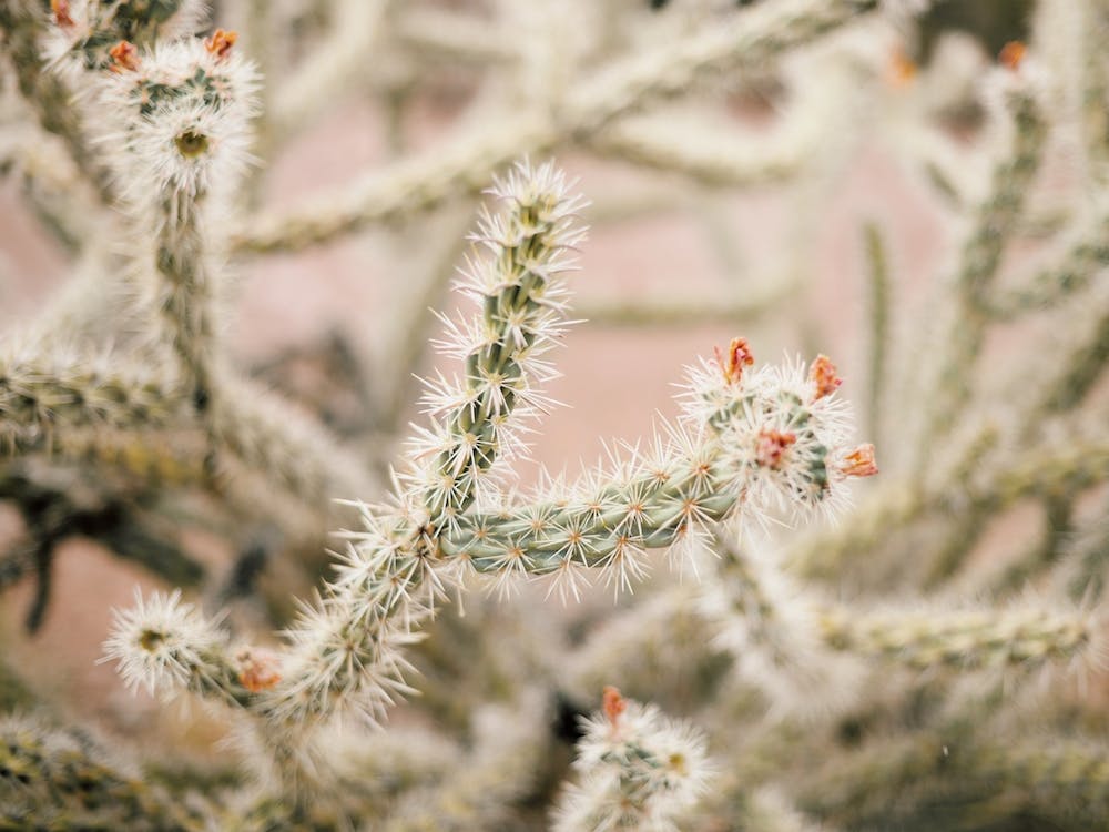 Skinny Cactus With Flowers