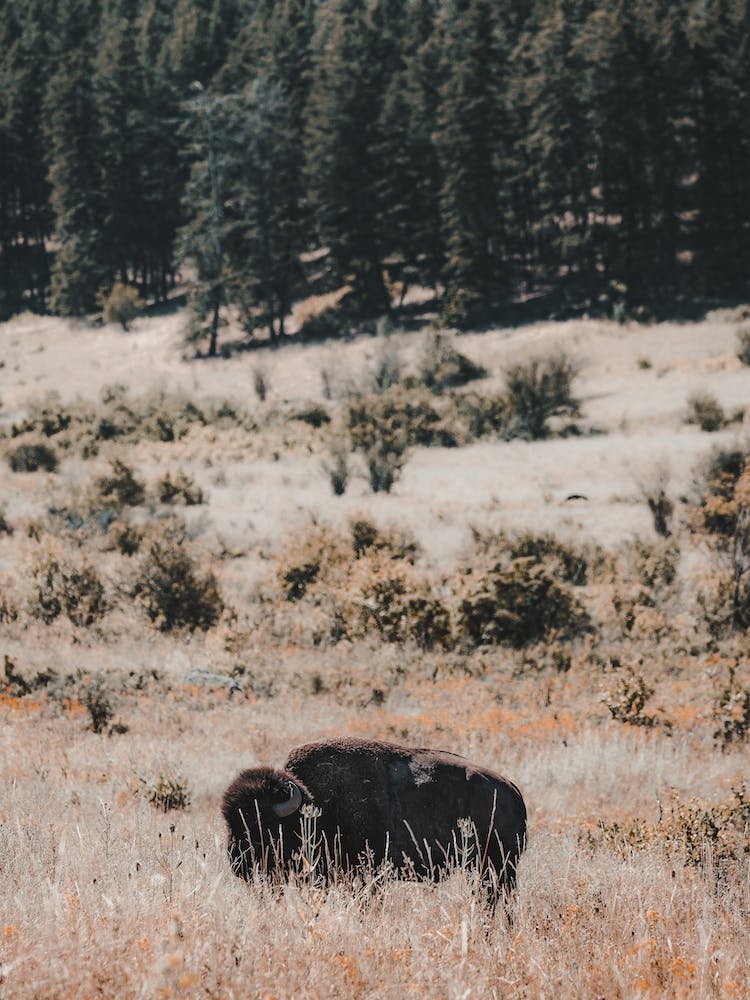 Bison In Wildflowers