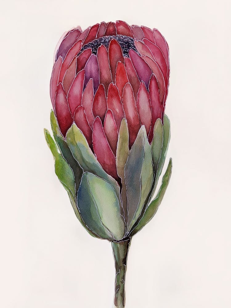 Watercolor painting of protea flower