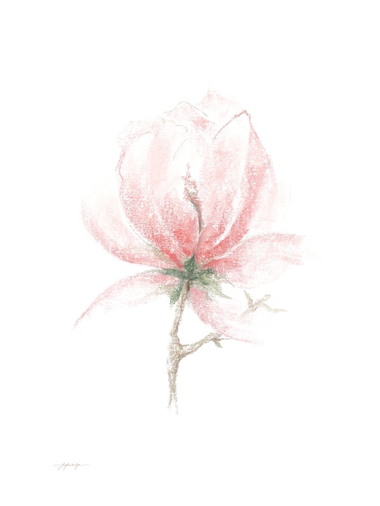 Magnolienblüte