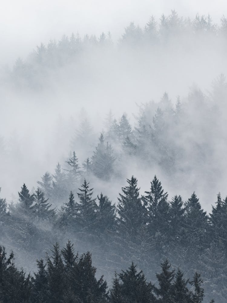 Pacific Northwest Forest Fun