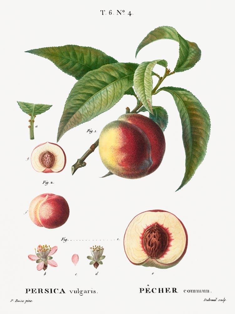 Peaches, Pierre Joseph Redoute 1