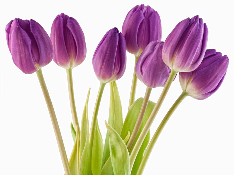 Tulp Lila