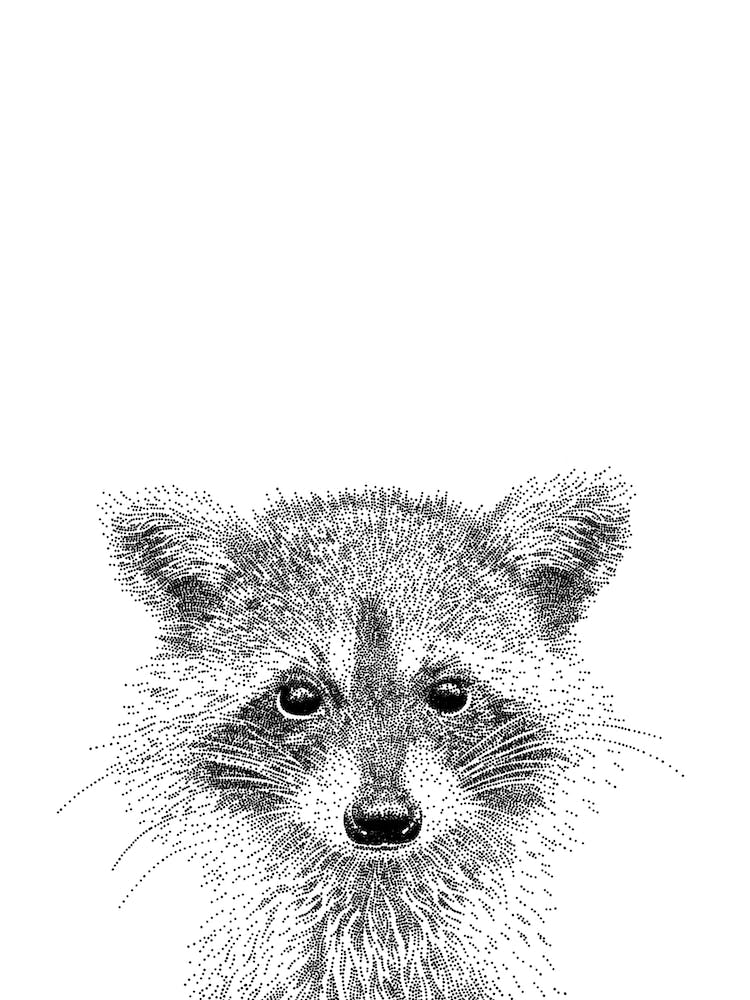 Waschbär Tierdruck