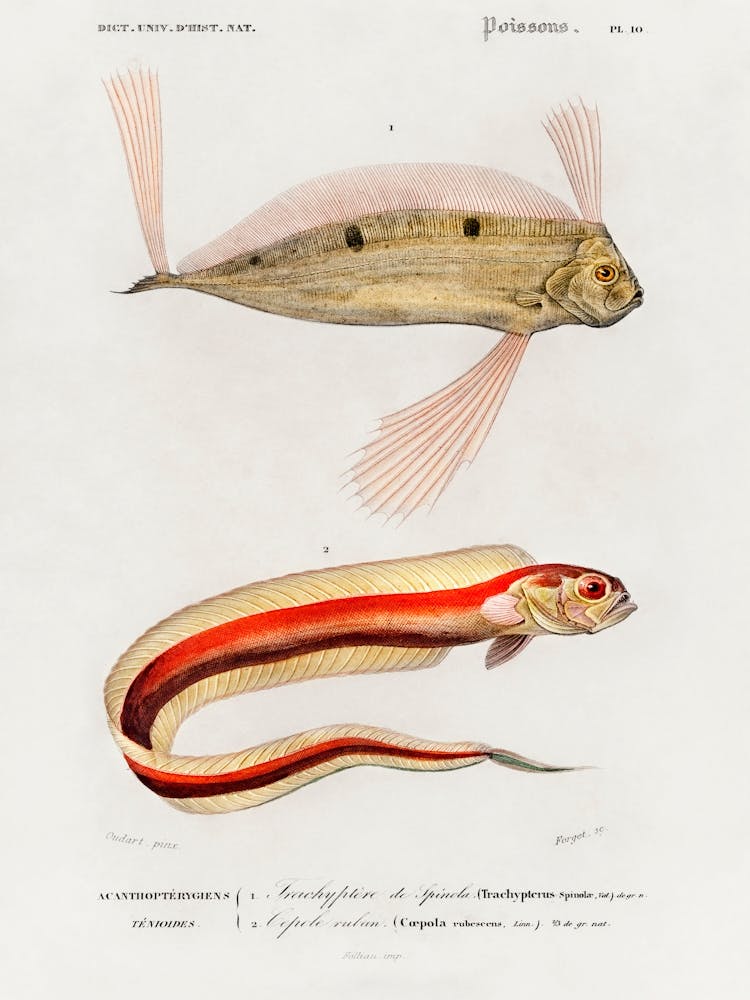 Different Types Of Fishes, Charles Dessalines D'Orbigny 3