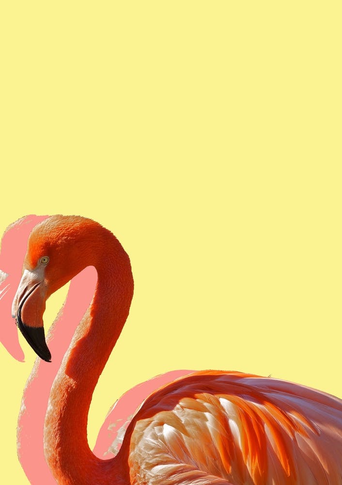 Pastel Flamingo IV