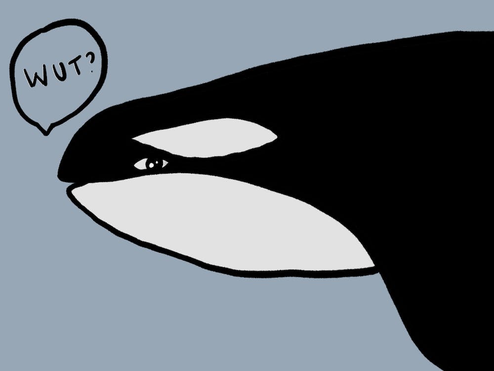 Orca Wut Killer Whale Blue Black White Print