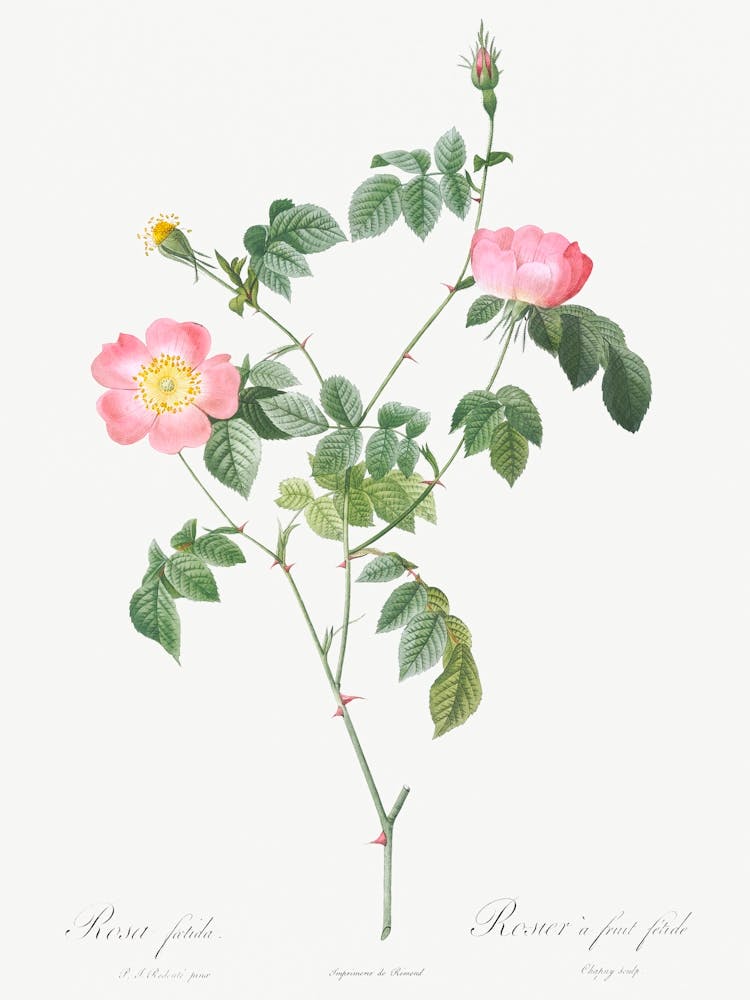 Austrian Briar, Pierre Joseph Redoute