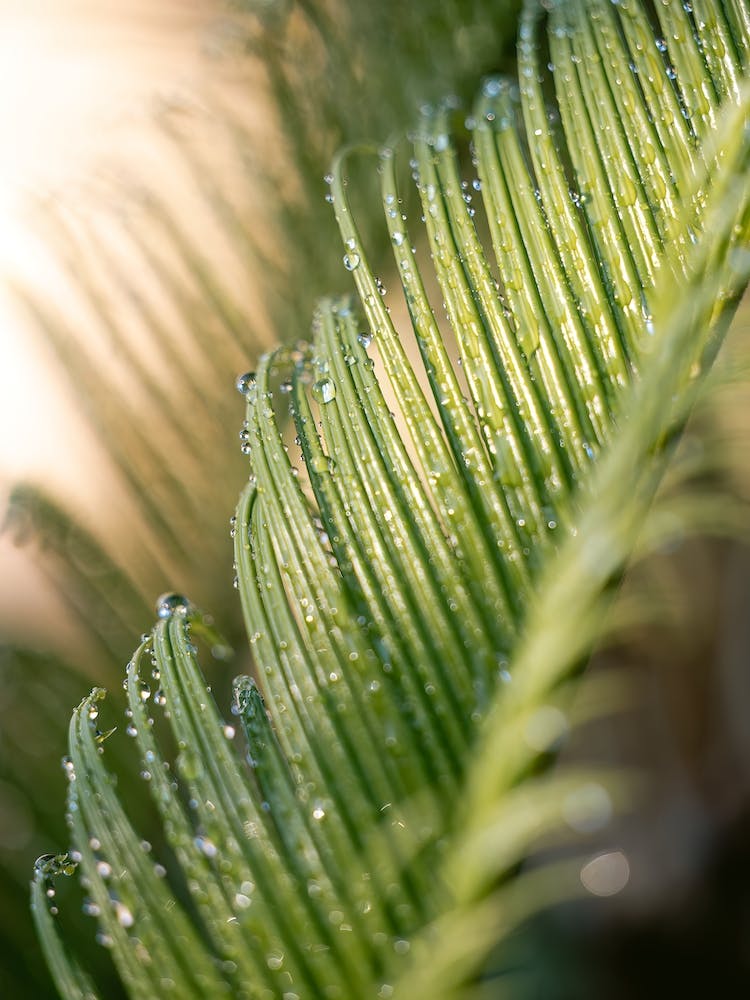 Palm Leaf With Drops