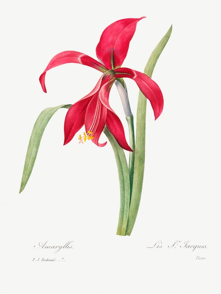 Amaryllis, Pierre Joseph Redouté