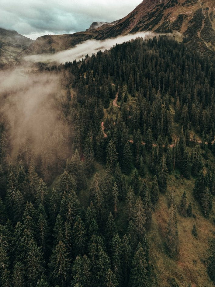 Clouds And The Trees